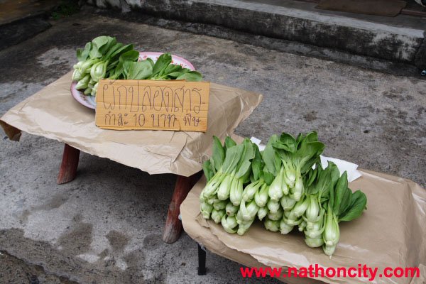 ชื่อภาพ : 27031048copy คำอธิบายภาพ : 27031048copy