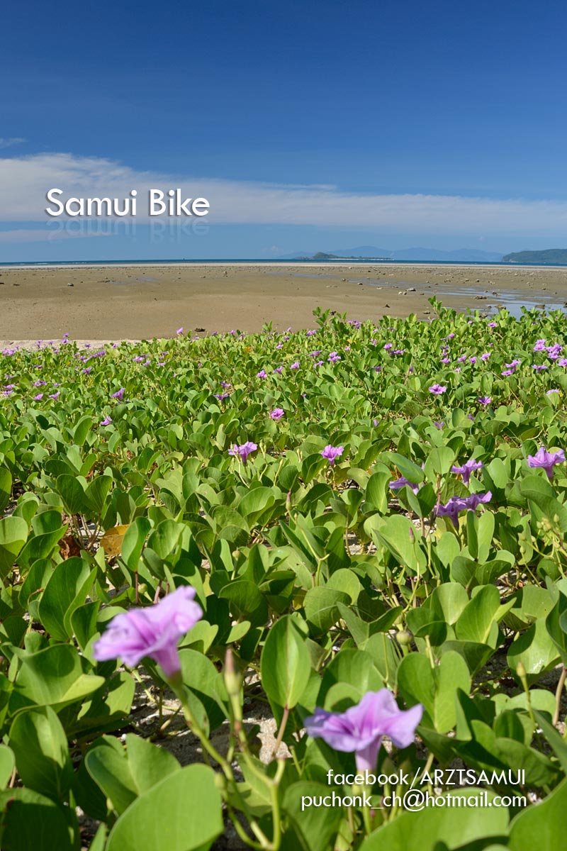 Photo :  , 800x1200 pixel 197,946 bytes
